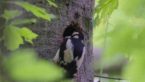 great spotted woodpecker feeds chicks on hollow tree in the forest