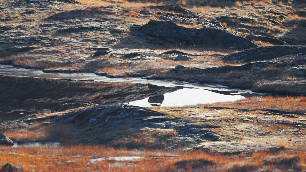 Heijastukset peilimäisessä matalassa lammessa, jossa on jäätyneet reunat ja kiviset rannat syksyisessä tundrassa.