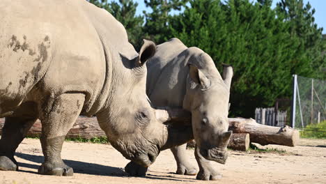 Ein-Nashorn-Verletzt-Ein-Junges-Mit-Seinem-Horn,-Französischer-Zoo