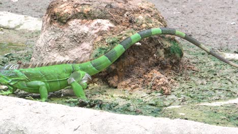 green iguana searching for food near pool, singapore