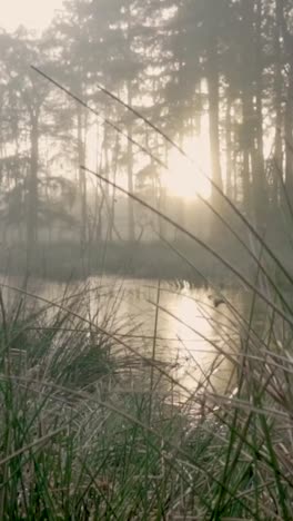 misty sunrise over a frozen marsh