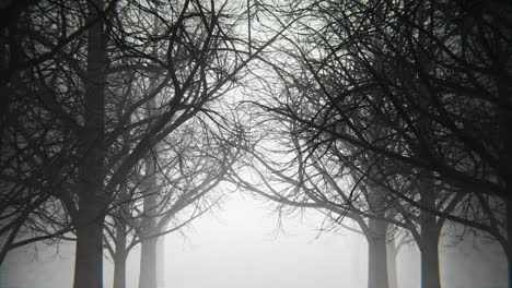 un paseo por un bosque oscuro y sombrío con niebla y polvo. animación en bucle infinito.