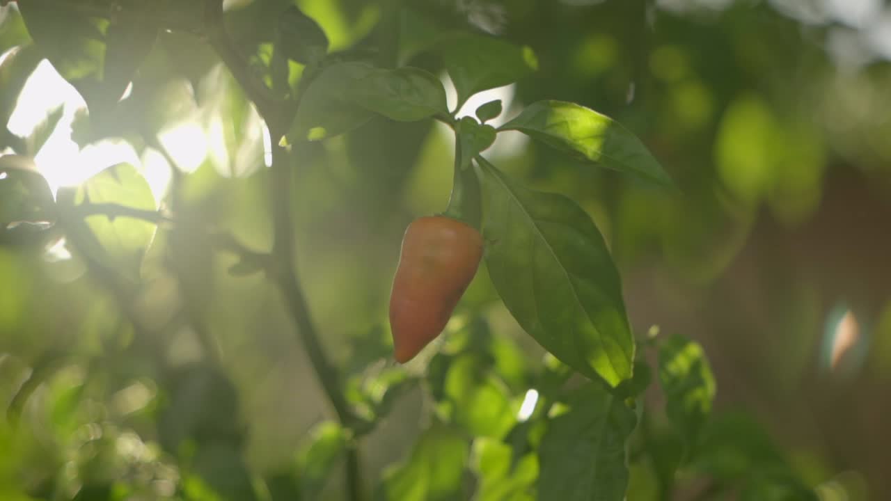 pimienta de chile salvaje que crece en la planta al aire libre al atardecer, primer plano
