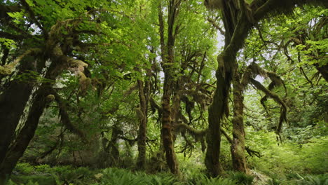 árboles cubiertos de musgo en la selva tropical en el parque nacional olímpico, washington, ee.uu.