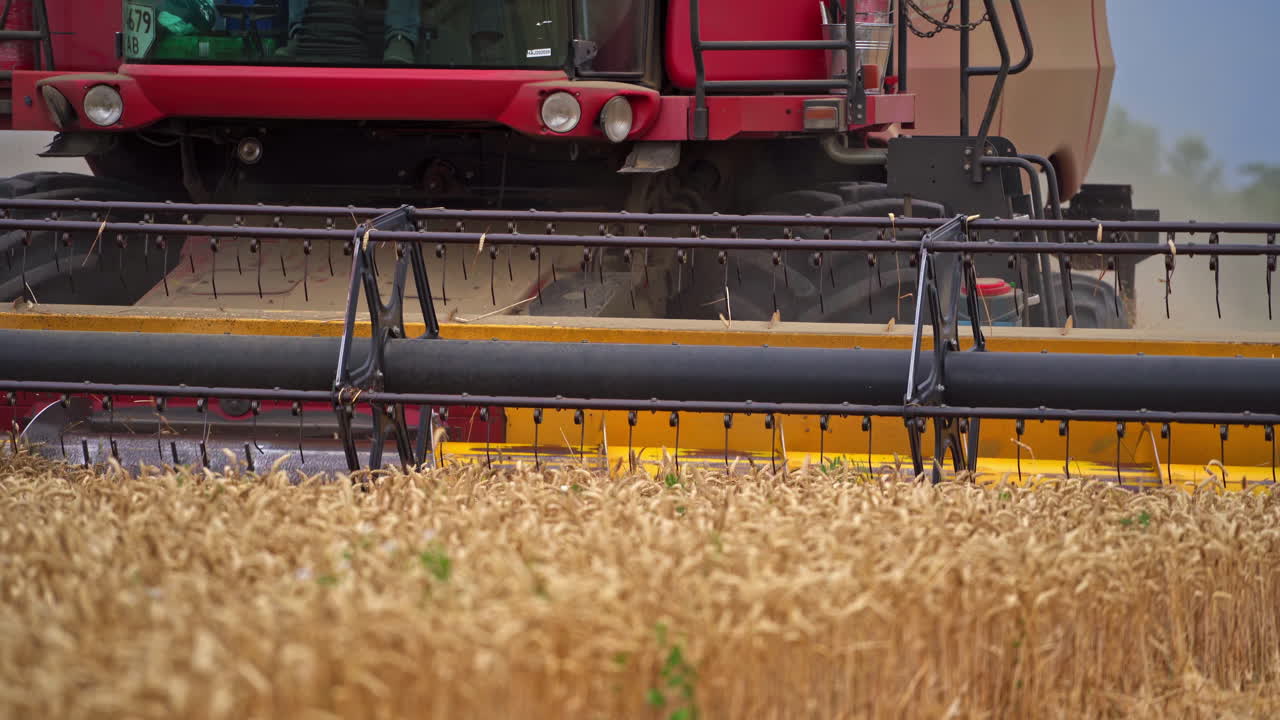 Harvester working in the field. A large harvester cuts off the finished wheat