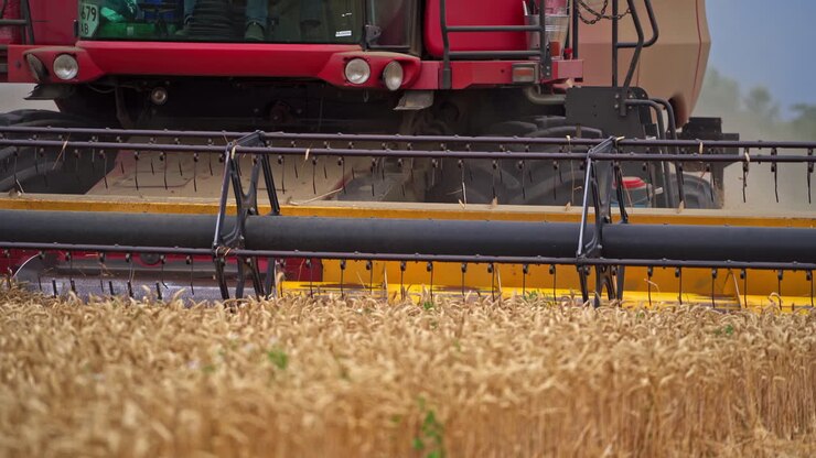 Harvester working in the field. A large harvester cuts off the finished wheat