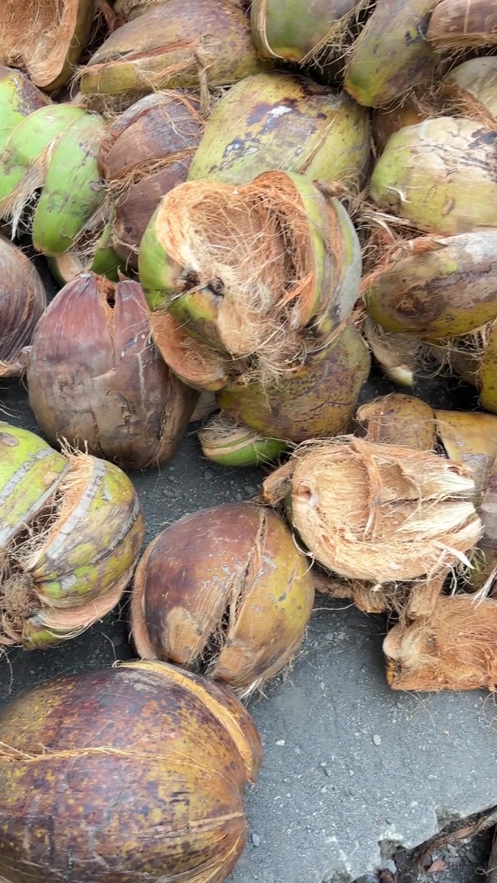 Pila di bucce di cocco verdi e marroni e noci di cocco intere