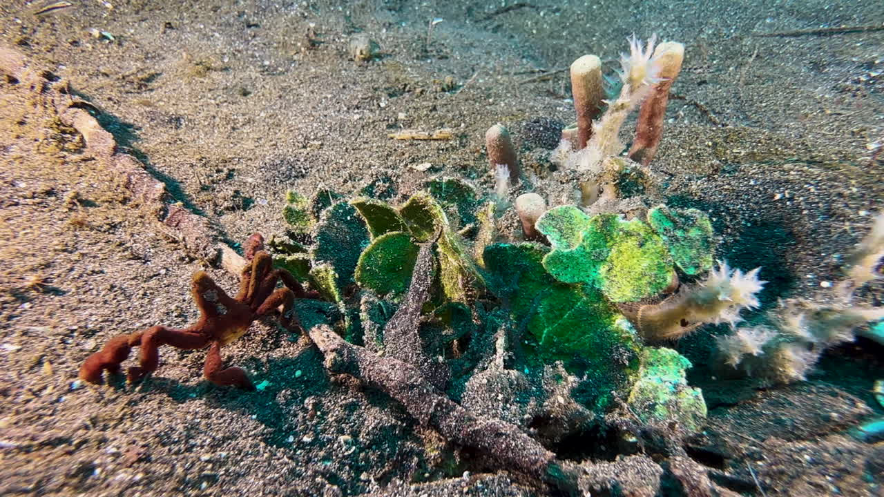 cangrejo orangután junto a alguna madera muerta y hierba marina halimeda en el fondo arenoso
