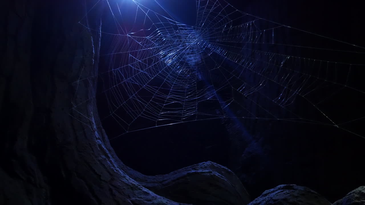 A spider's web in the woods at midnight