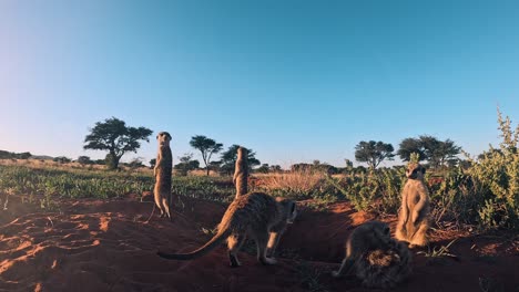 Close-up-of-meerkats-standing-upright-on-their-burrow-in-the-Kalahari