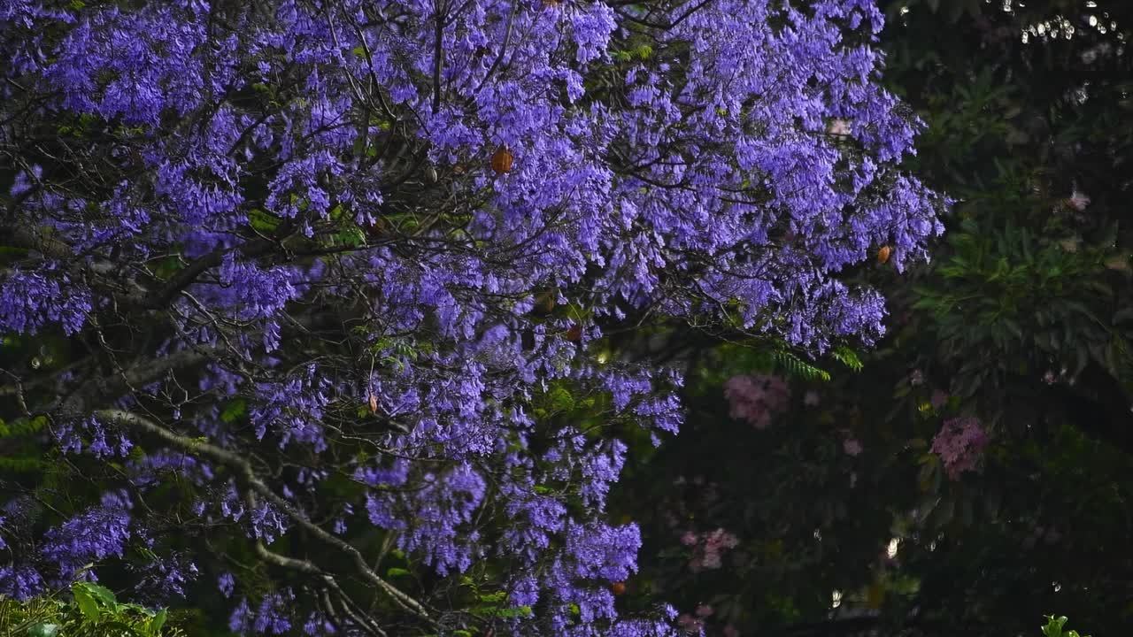 las brillantes flores de jacaranda púrpura adornan un árbol exuberante