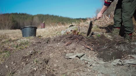 scraping soil with shovel on farm field to harvest root crop