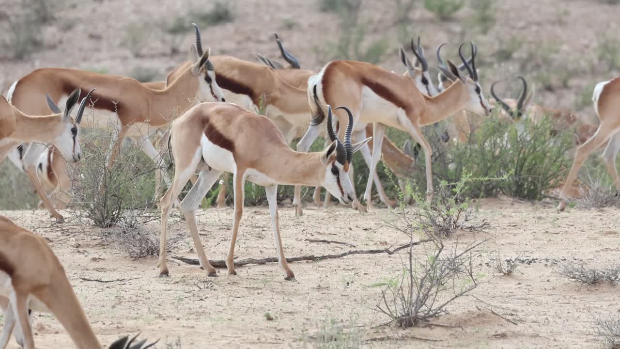 Medium shot of a herd of springboks walking through the sand dunes while feeding, Kgalagadi Transfrontier Park