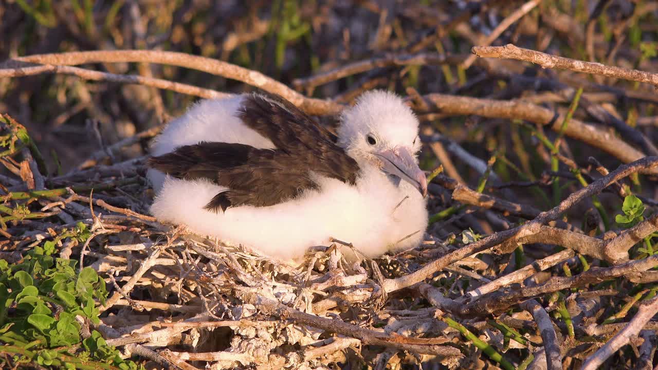 갈라파고스 제도 에콰도르의 바다 옆 둥지에 갓 태어난 어린 부비새가 앉아 있다