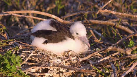 un piquero juvenil recién nacido se sienta en un nido junto al océano en las islas galápagos ecuador