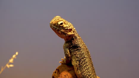 Prodile-Shot-De-Un-Lagarto-Dragón-Reticulado-Central-En-El-Interior-De-Australia