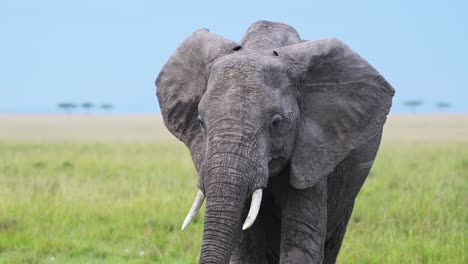 Toma-En-Cámara-Lenta-De-Un-Primer-Plano-De-La-Cabeza-De-Elefante-Caminando-Hacia-La-Cámara-Con-Colmillos,-Fauna-Africana-En-La-Reserva-Nacional-De-Masai-Mara,-Kenia,-Animales-De-Safari-De-áfrica-En-La-Conservación-Del-Norte-De-Masai-Mara