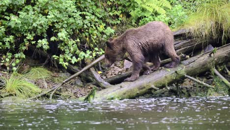 Ein-Braunbär,-Der-Auf-Einem-Baumstamm-Am-Pavlof-Fluss-Läuft,-Der-In-Die-Süßwasserbucht-Im-Hafen-Von-Pavlof-Auf-Der-Insel-Baranof-Im-Südosten-Von-Alaska-Fließt