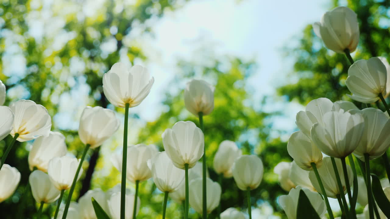 햇빛은 흰 튤립이 있는 화단을 통과한다