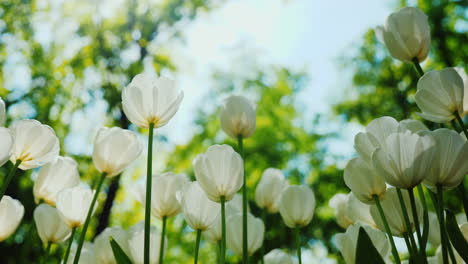 sunlight makes its way through a flower bed with white tulips