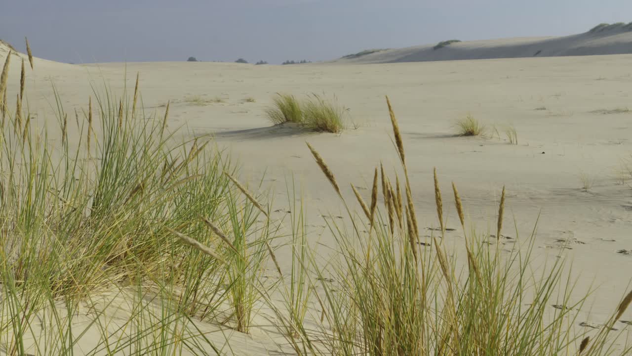 Clumps of grass on a vast, desolate sandy desert