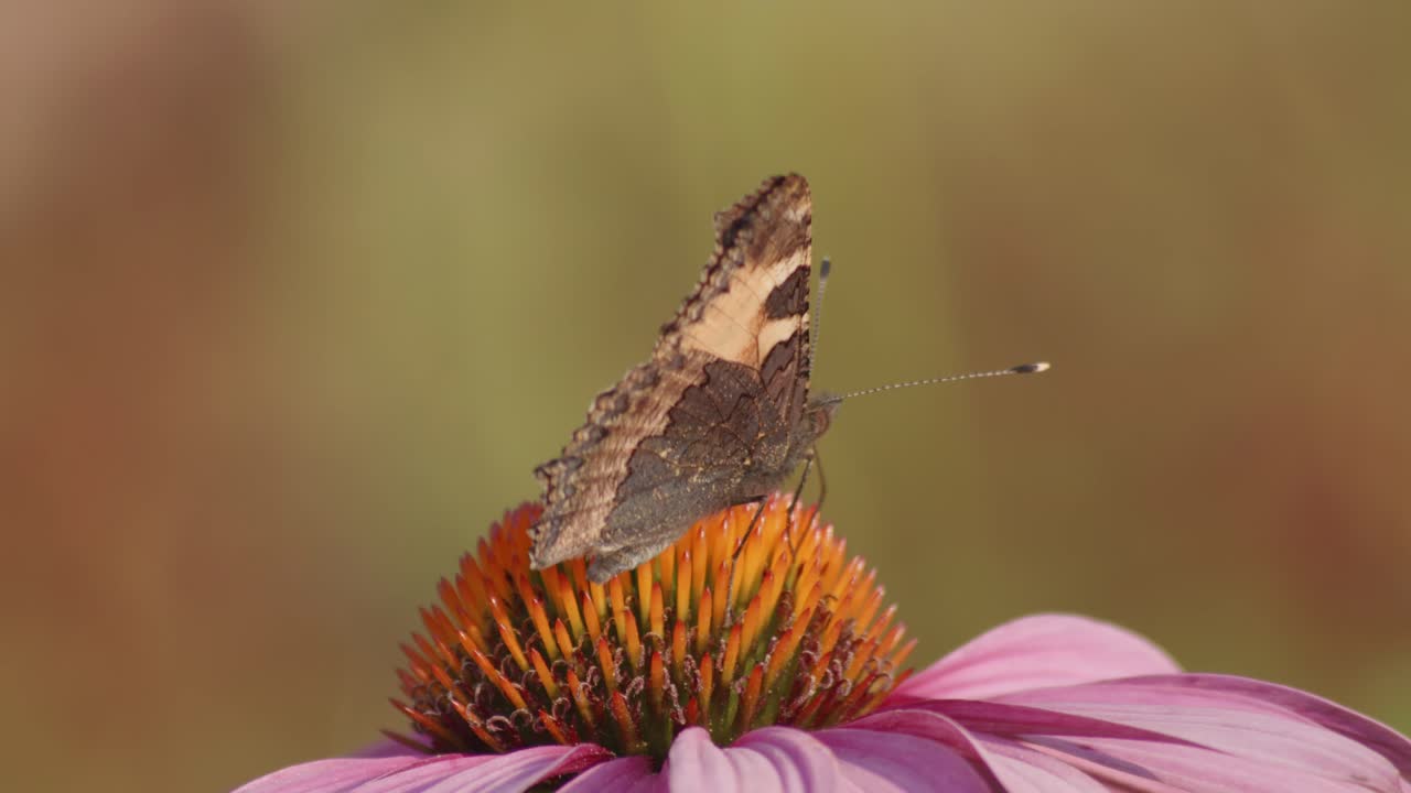 Una farfalla Vanessa dell'ortica si nutre di Echinacea Purpurea-1