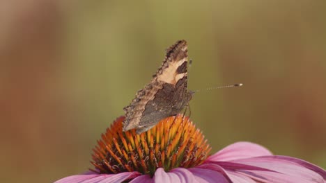 One-Small-Tortoiseshell-Butterfly-Feeds-On-Echinacea-Purpurea-1