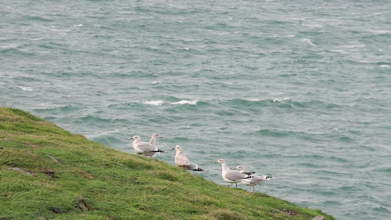 A small flock of Gulls perched on grass covered cliffs at edge of sea. Isle of Man. British Isles. UK