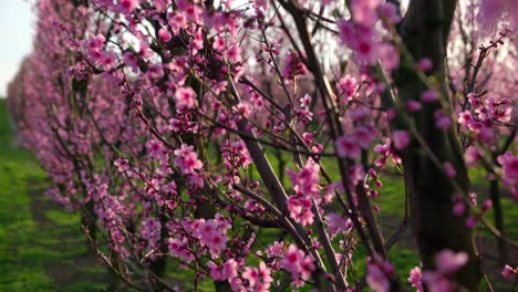 blooming branches of apricot trees growing outdoors in the fruit orchard