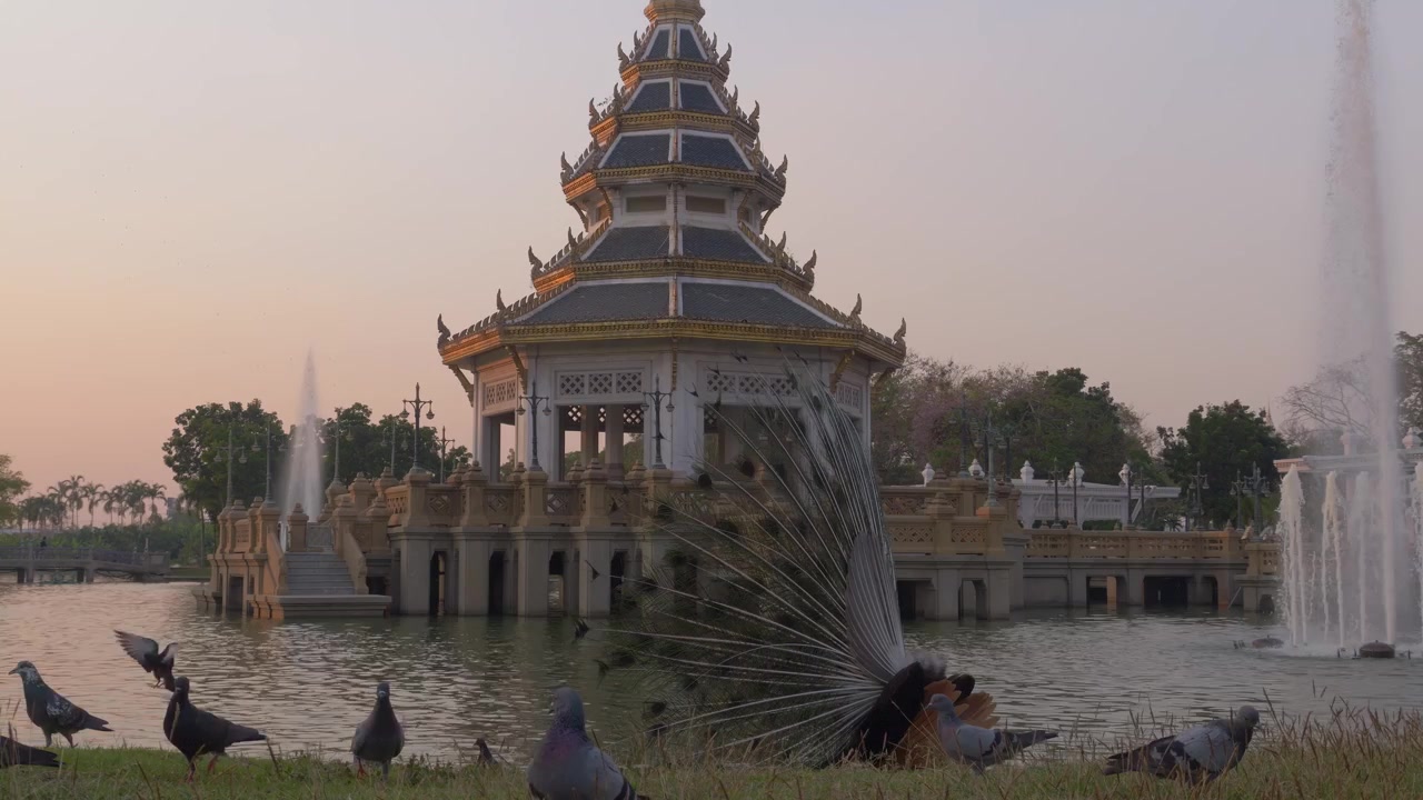 Chim công xòe đuôi giữa những con bồ câu gần một gian hàng và đài phun nước tại Công viên Chaloem Kanchanaphisek ở Nonthaburi, Thái Lan