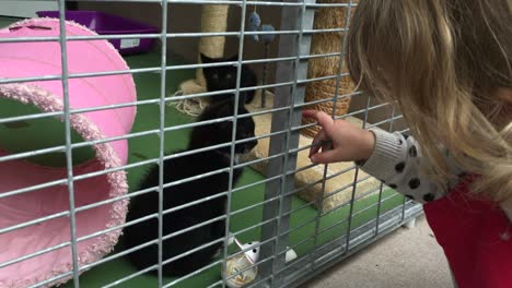 little girl looking to re-home a kitten from a pet rescue center