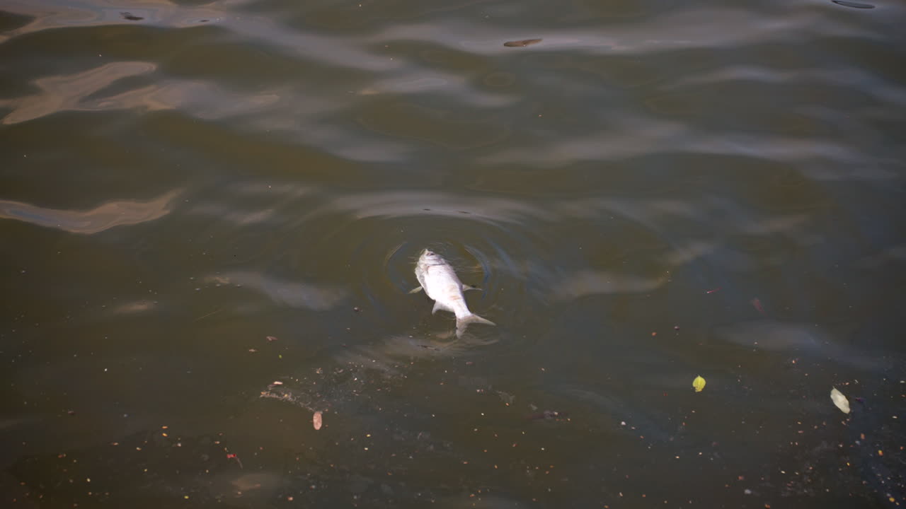 Dead fish floating on lake surface in Hanoi, Vietnam, calm water, close-up with ripples