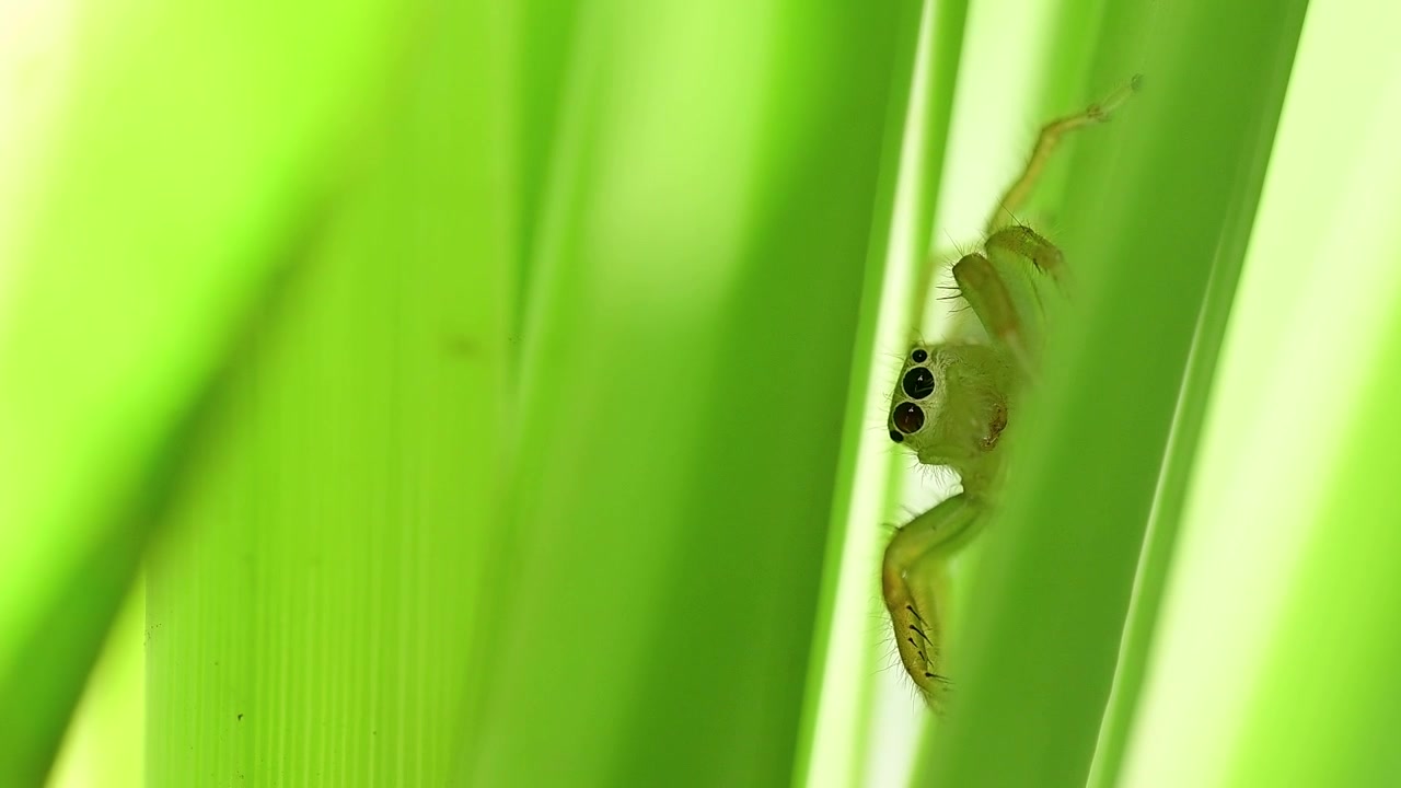 Detailed macro wildlife photograph featuring curious spider hidden within lush outdoor vegetation beautifully