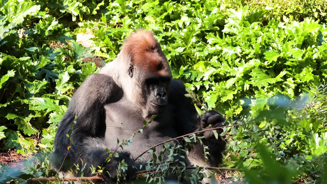 Due gorilla in un ambiente lussureggiante