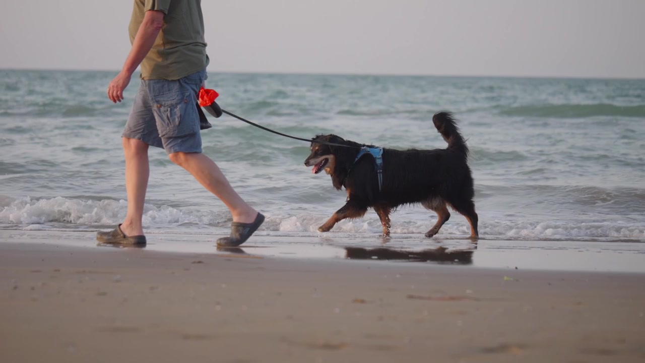 Black dog on a leash walks through shallow sea water beside its owner along a sandy beach, enjoying an evening stroll by the coast.