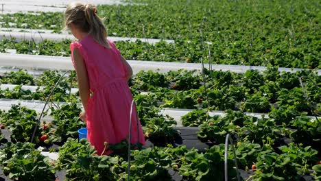 Girl-picking-strawberries-in-the-farm-4k
