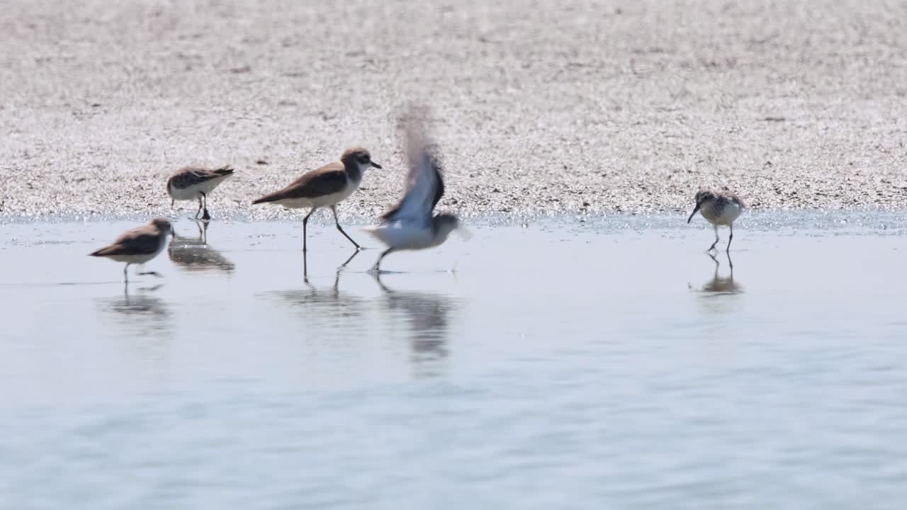 volando hacia la derecha mientras la cámara sigue revelando este aterrizaje y alimentación, sandpiper calidris pygmaea, tailandia