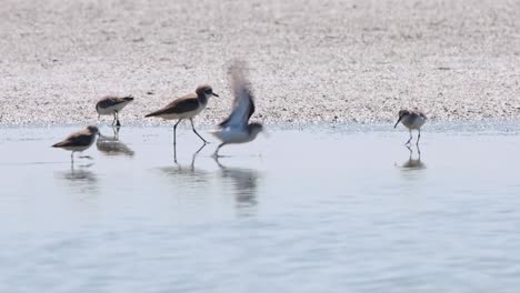 flying to the right as the camera follows revealing tis landing and feeding, spoon-billed sandpiper calidris pygmaea, thailand