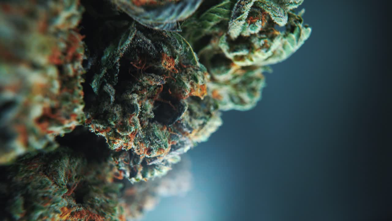 A vertical macro close-up cinematic shot of a cannabis plant, hybrid strains, Indica and sativa ,marijuana flower, on a 360 rotating stand, slow motion, 4K