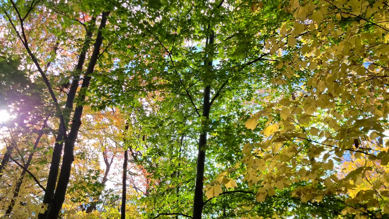 viento atravesando un bosque oscilante pacífico y colorido con sol matutino y cielo azul
