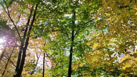 Wind-Weht-Durch-Einen-Friedlichen-Und-Farbenfrohen-Wald-Mit-Morgensonnenaufflackern-Und-Blauem-Himmel