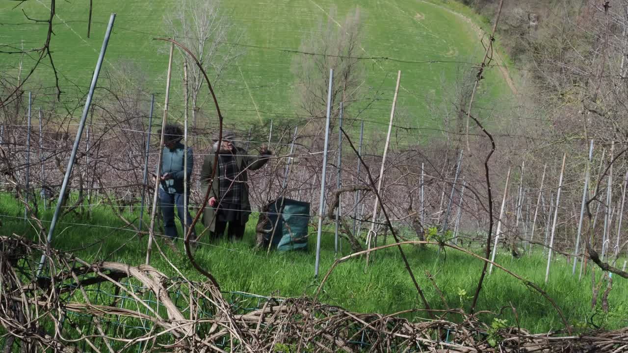 Two resilient women farmers prune grapevines uphill in a lush organic vineyard near Castell’Arquato, trimming branches during late winter with care and strength, captured in slow motion