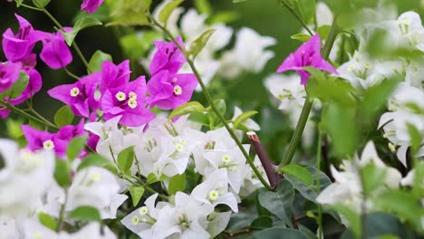 vibrant flowers in a lush garden setting