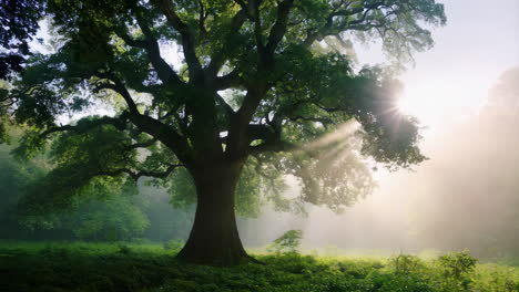 sunlight through a giant oak tree in a misty forest