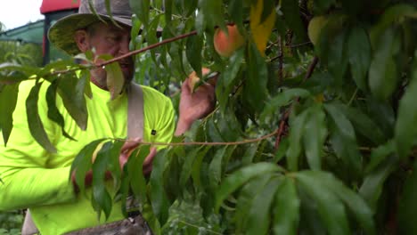 Closeup of farmer picking peaches from a tree