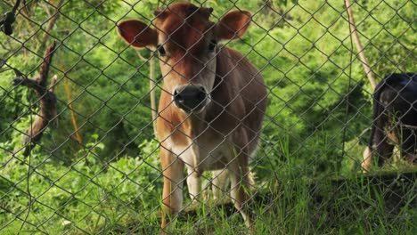 Vaca-Marrón-Comiendo-Hierba-Detrás-De-La-Valla-De-Tela-Metálica