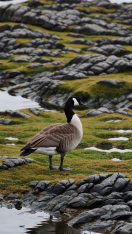 canada goose on rocky shore