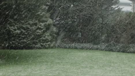 Heavy-snow-fall-on-green-grass-and-big-trees