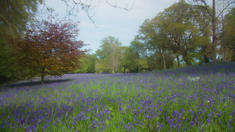 sweeping pasture full of bluebells at enys gardens in cornwall, england. panning left shot