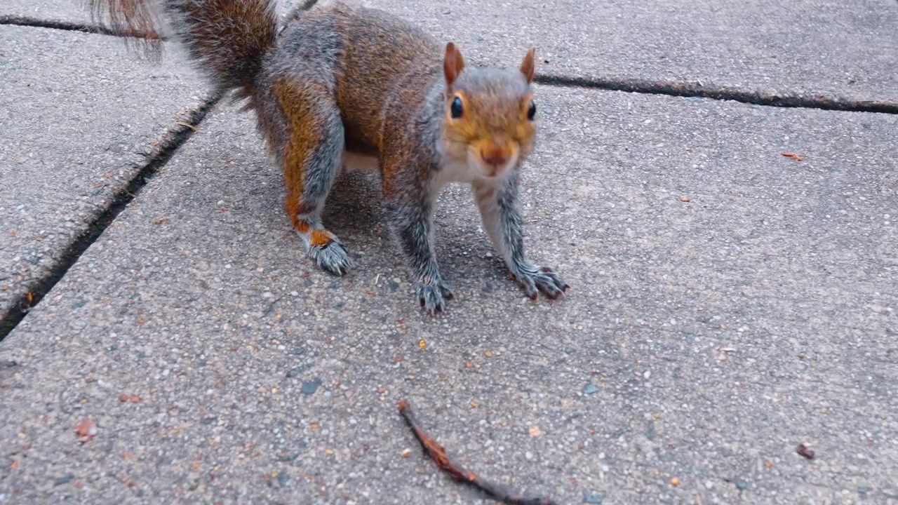 Scoiattolo grigio orientale che corre su un marciapiede di cemento, Washington D.C. Ripresa ravvicinata a livello del suolo con effetto mosso, zampe e coda in azione.